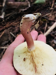 Tricholomopsis rutilans