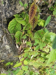 Actinidia lanceolata