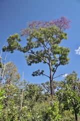 Bowdichia virgilioides