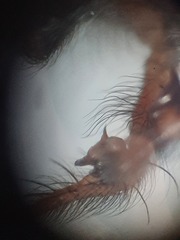 Eratigena atrica