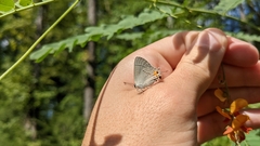 Sesbania vesicaria