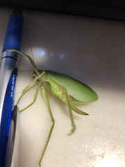 Pterophylla camellifolia