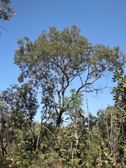 Bowdichia virgilioides