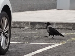 Corvus cornix × corone