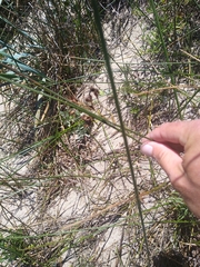 Juncus balticus ater