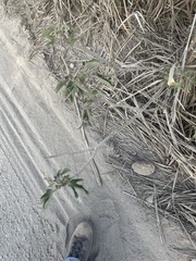 Jatropha gossypiifolia