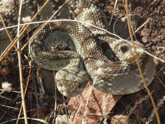 Crotalus ornatus