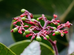 Cissus erosa