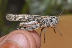 Camnula pellucida