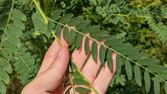 Sesbania vesicaria