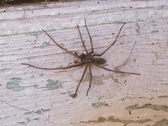 Eratigena atrica