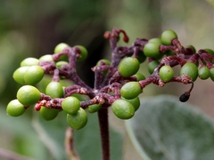 Cissus erosa