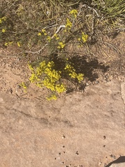 Gutierrezia sarothrae