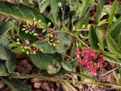 Cissus erosa