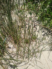 Juncus balticus ater