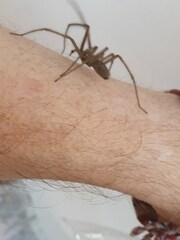 Eratigena atrica