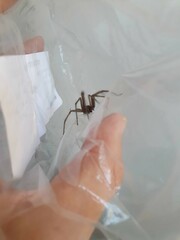 Eratigena atrica