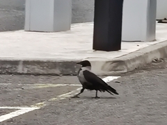 Corvus cornix × corone