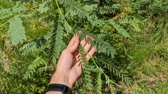 Sesbania vesicaria