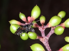 Cissus erosa