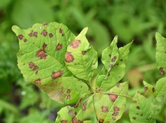 Mycosphaerella fraxinicola