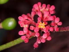 Cissus erosa