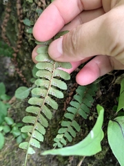 Polystichum deltodon