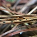 Pine Needle Split - Photo (c) Nova Patch (they/them), some rights reserved (CC BY-SA), uploaded by Nova Patch (they/them)