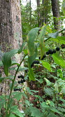 Polygonatum