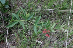 Cissus erosa