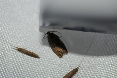 Cydia latiferreana