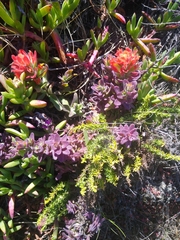 Castilleja affinis affinis