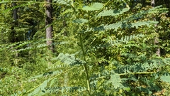 Sesbania vesicaria