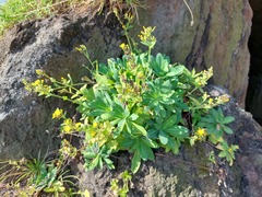 Crepidiastrum lanceolatum