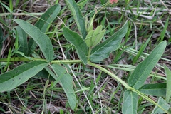 Cissus erosa