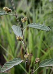 Waltheria indica