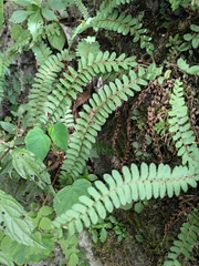 Polystichum deltodon