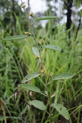 Waltheria indica