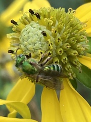 Agapostemon sericeus