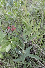 Cissus erosa