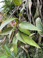 Thibaudia floribunda