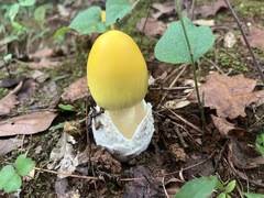 Amanita jacksonii