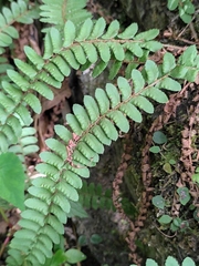 Polystichum deltodon