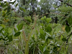 Cissus erosa