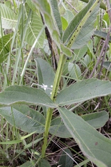 Cissus erosa