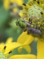 Agapostemon sericeus