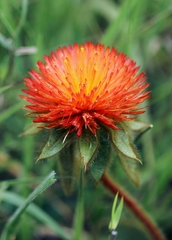 Gomphrena arborescens