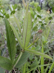 Cissus erosa