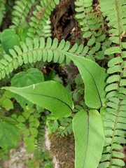 Cyrtomium caryotideum