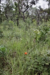 Gomphrena arborescens